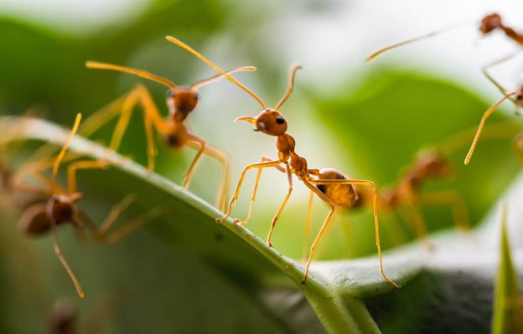 ants caldwell idaho removal service